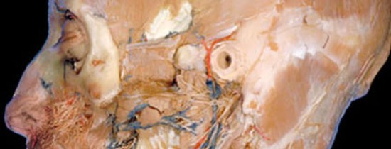 Curiozitati Bizare Medicina: Disectia corpului uman Curiozitati Bizare Medicina: Disectia corpului uman