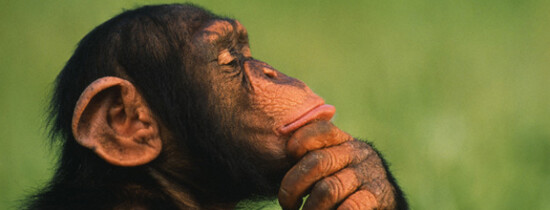 Stiati Ca: 10 curiozitati despre animale Stiati Ca: 10 curiozitati despre animale