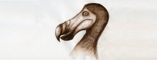 5 specii de animale disparute din cauza omului 5 specii de animale disparute din cauza omului