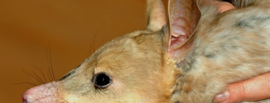 Ce animal este pe cale de disparitie din cauza pisicilor… Ce animal este pe cale de disparitie din cauza pisicilor…