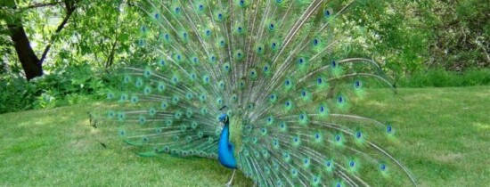 Atunci când este înnorat cerul păunul începe să se mişte în cerc ca şi cum ar chema ploaia? Atunci când este înnorat cerul păunul începe să se mişte în cerc ca şi cum ar chema ploaia?