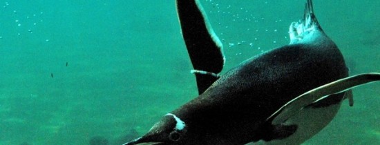 De ce nu pot pinguinii să zboare? Misterul a fost descifrat De ce nu pot pinguinii să zboare? Misterul a fost descifrat