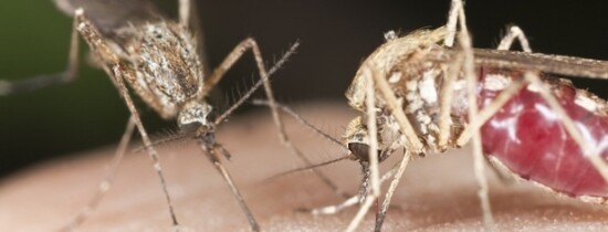 Tot ce nu ştiai despre ţânţari: 6 întrebări la care răspund oamenii de ştiinţă Tot ce nu ştiai despre ţânţari: 6 întrebări la care răspund oamenii de ştiinţă