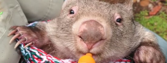 George, micuţul vombat care a devenit cel mai bun prieten al australienilor -VIDEO George, micuţul vombat care a devenit cel mai bun prieten al australienilor -VIDEO