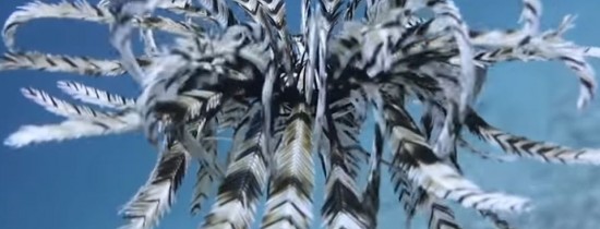 Este o pasăre sau un peşte? Videoclip UMITOR realizat în Bali. Un scafandru profesionist a suprins un moment unic Este o pasăre sau un peşte? Videoclip UMITOR realizat în Bali. Un scafandru profesionist a suprins un moment unic