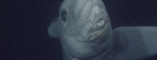 O creatură bizară a fost filmată pentru prima dată – FOTO, VIDEO O creatură bizară a fost filmată pentru prima dată – FOTO, VIDEO