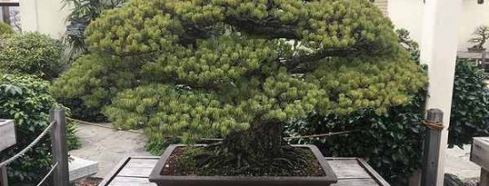 Cum arată arborele de 391 de ani. A supravieţuit bombei nucleare de la Hiroshima Cum arată arborele de 391 de ani. A supravieţuit bombei nucleare de la Hiroshima