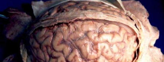 Ce gust are carnea de om? Un interviu altfel cu profesorul Cătălin Avramescu Ce gust are carnea de om? Un interviu altfel cu profesorul Cătălin Avramescu
