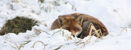 Scene COMICE în lumea animalelor. Ce a păţit o vulpe în timp ce a sărit în zăpadă după pradă – VIDEO Scene COMICE în lumea animalelor. Ce a păţit o vulpe în timp ce a sărit în zăpadă după pradă – VIDEO