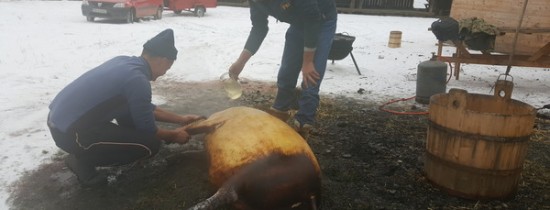 Tradiţia în noaptea de Ignat şi cum anunţă porcul tăiat ce iarnă va urma Tradiţia în noaptea de Ignat şi cum anunţă porcul tăiat ce iarnă va urma