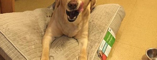 Pare un câine obişnuit, însă un antrenament special l-a făcut erou. Cum reacţionează când simte pericolul iminent Pare un câine obişnuit, însă un antrenament special l-a făcut erou. Cum reacţionează când simte pericolul iminent