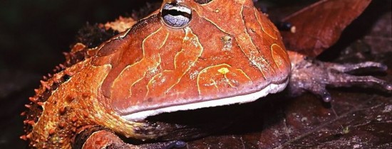 Pe Pământ au existat broaşte care aveau puterea de a vâna şi consuma dinozauri Pe Pământ au existat broaşte care aveau puterea de a vâna şi consuma dinozauri