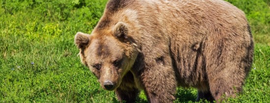 Pădurarii vor să aibă permisiunea de a împuşca urşii care umblă liberi prin oraşul Braşov Pădurarii vor să aibă permisiunea de a împuşca urşii care umblă liberi prin oraşul Braşov