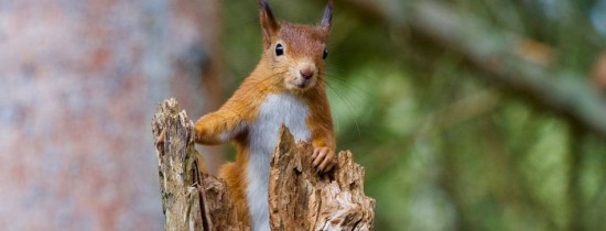 Rămăşiţele vechi de 1.130 de ani sugerează că lepra a fost adusă în Anglia medievală prin intermediul blănii de veveriţă Rămăşiţele vechi de 1.130 de ani sugerează că lepra a fost adusă în Anglia medievală prin intermediul blănii de veveriţă