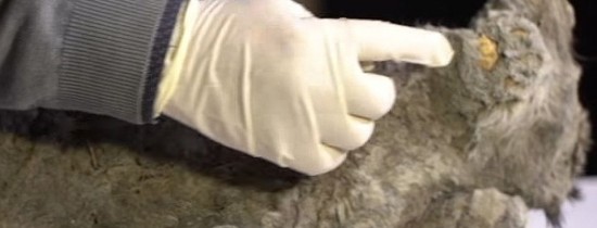 Cercetătorii ar putea să cloneze specii de animale dispărute de 50.000 de ani după descoperirea recentă a unui pui de leu conservat în permafrost – VIDEO Cercetătorii ar putea să cloneze specii de animale dispărute de 50.000 de ani după descoperirea recentă a unui pui de leu conservat în permafrost – VIDEO