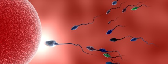 Atunci când spermatozoizii se află în competiţie, ovulul este cel care decide de cine va fi fecundat Atunci când spermatozoizii se află în competiţie, ovulul este cel care decide de cine va fi fecundat