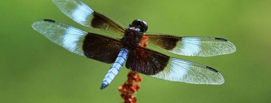 Populaţia de insecte zburătoare a scăzut cu 75% în ultimii 27 de ani. Fenomenul are urmări grave Populaţia de insecte zburătoare a scăzut cu 75% în ultimii 27 de ani. Fenomenul are urmări grave