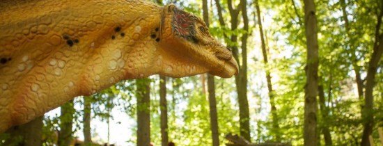 Expoziţie inedită de fosile descoperite pe teritoriul României în cadrul Dino Parcului Răşnov Expoziţie inedită de fosile descoperite pe teritoriul României în cadrul Dino Parcului Răşnov