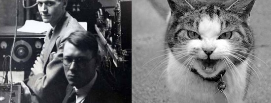 Telefonul-pisică: În 1929 doi cercetători americani au creat un telefon funcţional dintr-o pisică Telefonul-pisică: În 1929 doi cercetători americani au creat un telefon funcţional dintr-o pisică