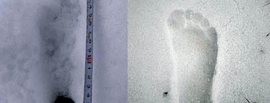 Savanţii au descoperit în premieră dovezi ale existenţei legendarului animal Yeti şi nu este ceea ce se credea Savanţii au descoperit în premieră dovezi ale existenţei legendarului animal Yeti şi nu este ceea ce se credea