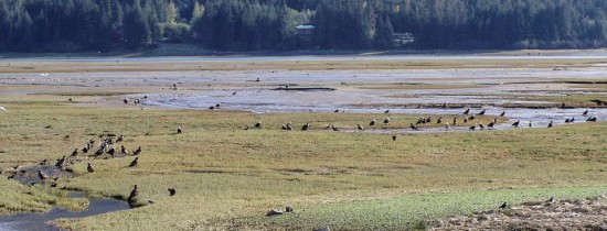 Cel mai vechi mormânt al unui prinţ scit a fost descoperit în Siberia Cel mai vechi mormânt al unui prinţ scit a fost descoperit în Siberia