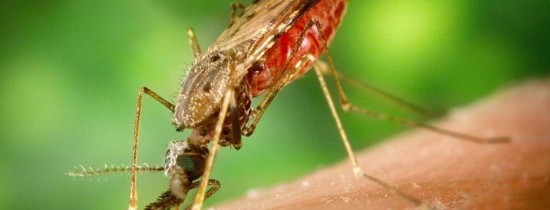 Un compus comun din pasta de dinţi ar putea ajuta la tratarea malariei Un compus comun din pasta de dinţi ar putea ajuta la tratarea malariei