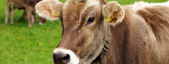 Bill Gates lucrează cu geneticieni pentru a crea ''vaca perfectă'' Bill Gates lucrează cu geneticieni pentru a crea ''vaca perfectă''
