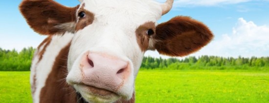 Ce se s-ar întâmpla dacă vacile ar dispărea de pe Pământ? Ce se s-ar întâmpla dacă vacile ar dispărea de pe Pământ?
