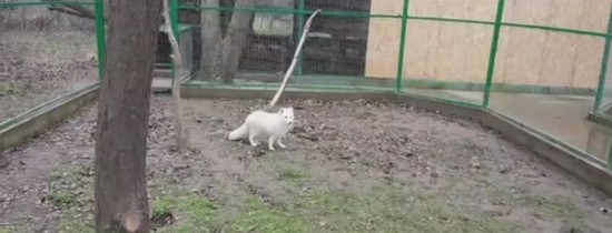 VIDEO. O vulpe polară care a evadat din Microrezervaţia Constanţa a fost capturată după câteva ore VIDEO. O vulpe polară care a evadat din Microrezervaţia Constanţa a fost capturată după câteva ore
