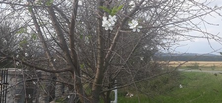 În judeţul Gorj, pomii au înflorit a două oară – FOTO În judeţul Gorj, pomii au înflorit a două oară – FOTO