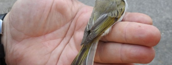 O pasăre semnalată încă din 1898, detectată acum în fauna din România O pasăre semnalată încă din 1898, detectată acum în fauna din România