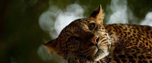 Marsel van Oosten câştigă premiul Wildlife Photographer of the Year 2018 cu fotografia ''Maimuţe holbându-se'' – FOTO Marsel van Oosten câştigă premiul Wildlife Photographer of the Year 2018 cu fotografia ''Maimuţe holbându-se'' – FOTO