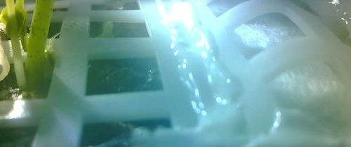 Reuşita chinezilor se tranformă în eşec. Ce s-a întâmplat cu prima plantă ce a crescut pe Lună Reuşita chinezilor se tranformă în eşec. Ce s-a întâmplat cu prima plantă ce a crescut pe Lună