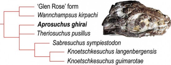 O nouă specie de crocodil preistoric a fost descoperită în Bazinul Haţeg O nouă specie de crocodil preistoric a fost descoperită în Bazinul Haţeg