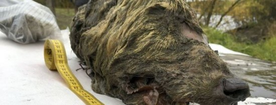 Capul perfect conservat al unui lup a fost descoperit în Siberia Capul perfect conservat al unui lup a fost descoperit în Siberia