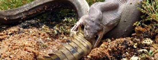 Mănâncă sau vei fi mâncat. Un crocodil a fost înghiţit complet de un piton, iar un fotograf a surprins momentul Mănâncă sau vei fi mâncat. Un crocodil a fost înghiţit complet de un piton, iar un fotograf a surprins momentul