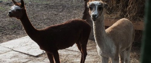 Un mascul şi o femelă de alpaca au ajuns la Zoo Oradea Un mascul şi o femelă de alpaca au ajuns la Zoo Oradea