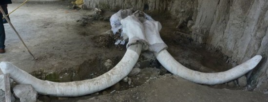 Cea mai mare descoperire legată de mamuţi scoate la iveală şi prima capcană pusă de oameni Cea mai mare descoperire legată de mamuţi scoate la iveală şi prima capcană pusă de oameni