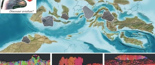 Una dintre enigmele dinozaurilor, elucidată de o echipă de paleontologi din care a făcut parte şi un român Una dintre enigmele dinozaurilor, elucidată de o echipă de paleontologi din care a făcut parte şi un român