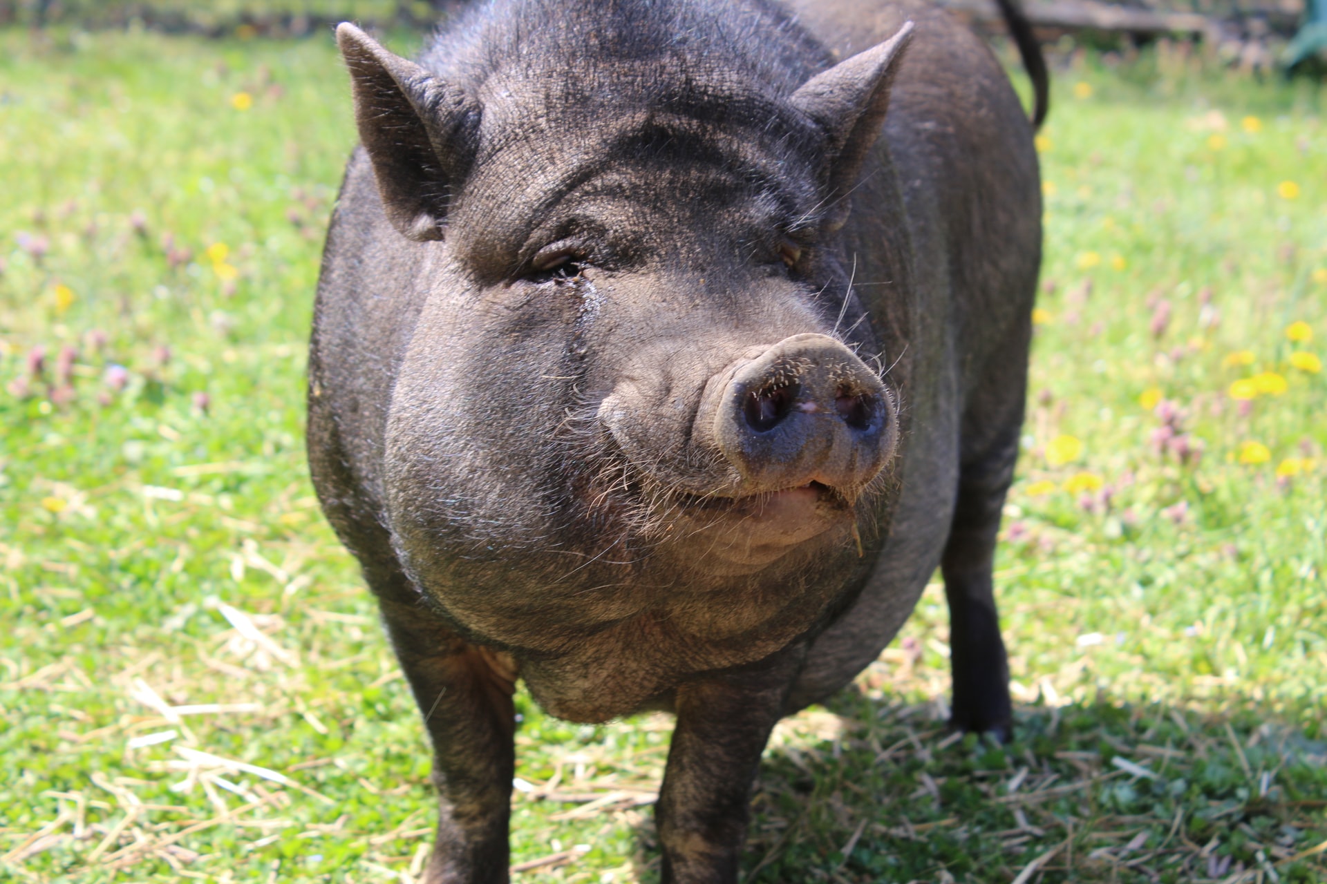 Care este, de fapt, specia de porci cu cea mai sănătoasă carne, slabă în colesterol