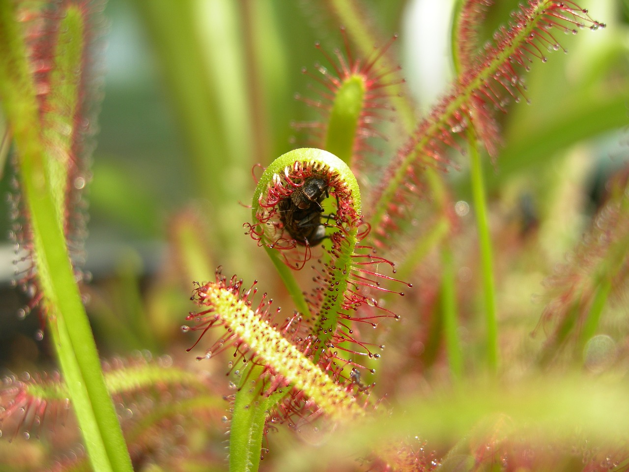 Cum au devenit carnivore unele specii de plante