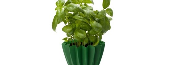 Plantele vorbesc, spun specialiştii. Dar oare ce îşi spun? Plantele vorbesc, spun specialiştii. Dar oare ce îşi spun?