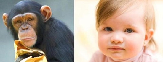Ce învăţăm de la maimuţe şi de la copiii mici în privinţa limbajului? Ce învăţăm de la maimuţe şi de la copiii mici în privinţa limbajului?