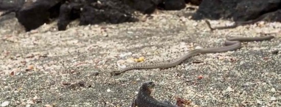 Cum s-a filmat ''Iguana scapă cu fuga de şerpi”. Chiar este fuga sănătoasă pentru om? Cum s-a filmat ''Iguana scapă cu fuga de şerpi”. Chiar este fuga sănătoasă pentru om?