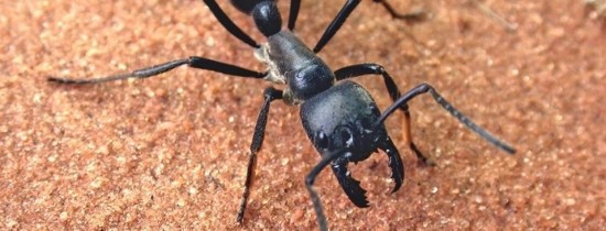 Furnicile ar putea invada lumea Furnicile ar putea invada lumea