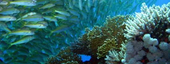 O mare idee a lui Jules Verne pare să fie adevărată. Cea mai adâncă sursă de apă se află aproape de centrul Pământului O mare idee a lui Jules Verne pare să fie adevărată. Cea mai adâncă sursă de apă se află aproape de centrul Pământului