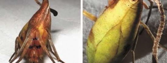 La prima vedere pare o frunză, dar este, de fapt, o nouă specie de păianjeni. Biologii sunt derutaţi La prima vedere pare o frunză, dar este, de fapt, o nouă specie de păianjeni. Biologii sunt derutaţi
