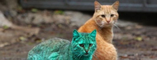 De ce animalele nu au blana verde? VIDEO De ce animalele nu au blana verde? VIDEO