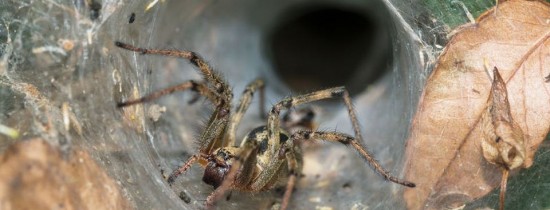 Centrul fricii din creier a fost ''hackerit''. Anumite fobii au fost eliminate din creierul oamenilor Centrul fricii din creier a fost ''hackerit''. Anumite fobii au fost eliminate din creierul oamenilor