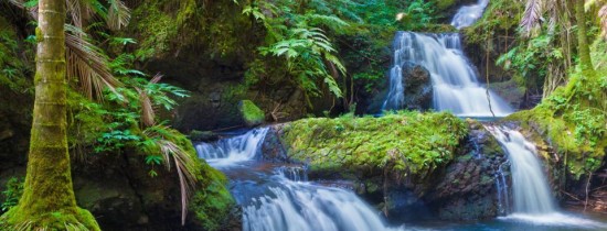 Dispariţia pădurilor tropicale poate duce la apariţia unei bolii înfiorătoare Dispariţia pădurilor tropicale poate duce la apariţia unei bolii înfiorătoare
